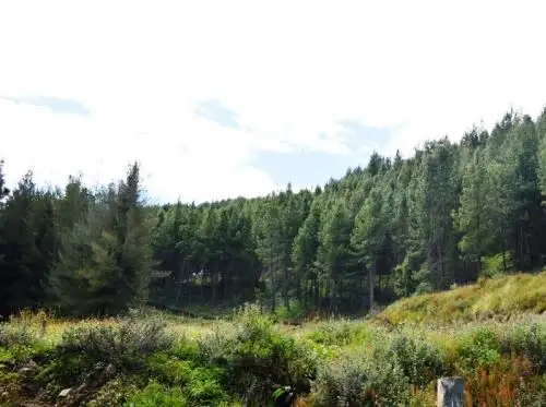 La comunidad de Llullapuquio, en Cajamarca, quiere convertir sus tierras en un gigantesco bosque de pino radiata, una especie de gran demanda en la industria maderera, y así lograr el ansiado desarrollo. ANDINA/Difusión