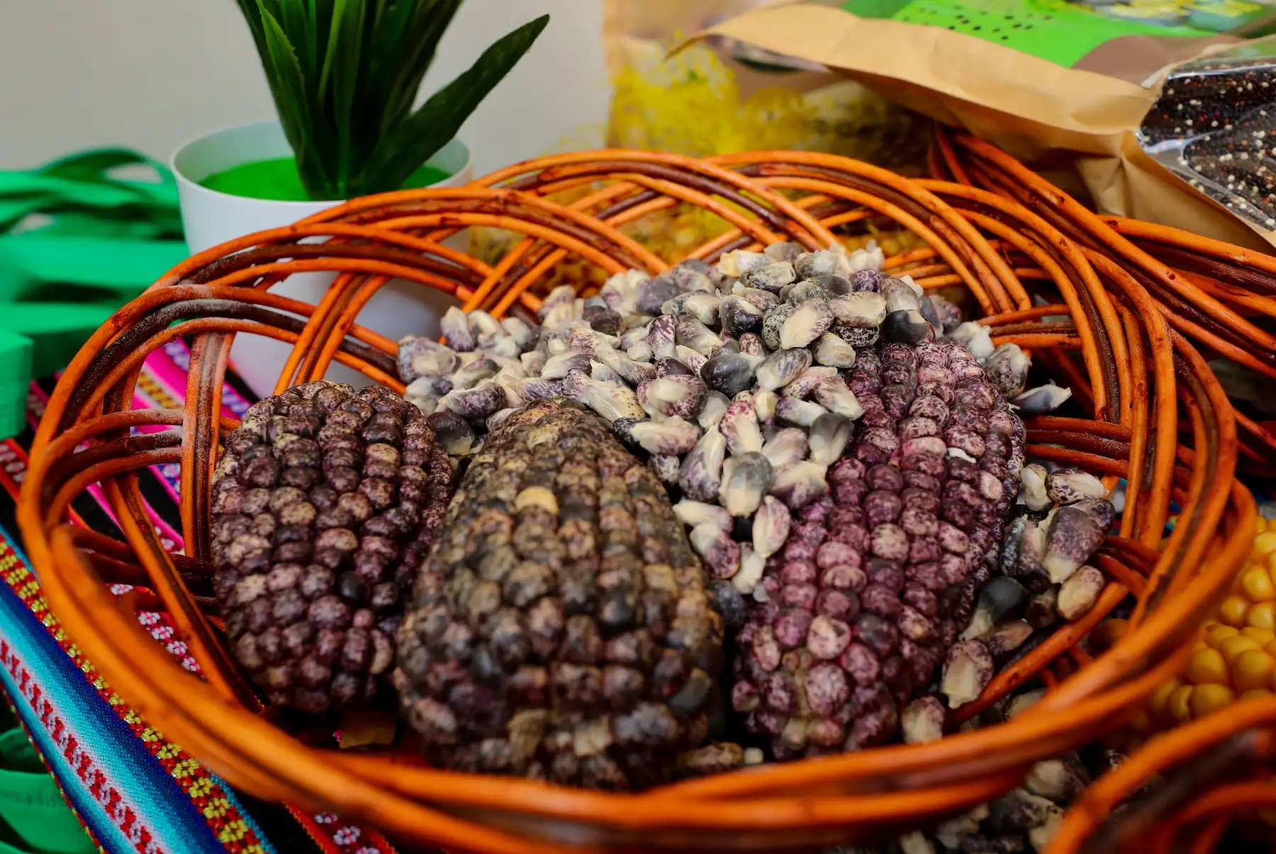 La aplicación digital Kusikuy conectará a consumidores con más de 500 familias agricultoras y facilitará el acceso de la población a los valiosos y nutritivos productos del campo, contribuyendo al desarrollo social y económico de los pueblos andinos.
Foto: ANDINA/MINAM
