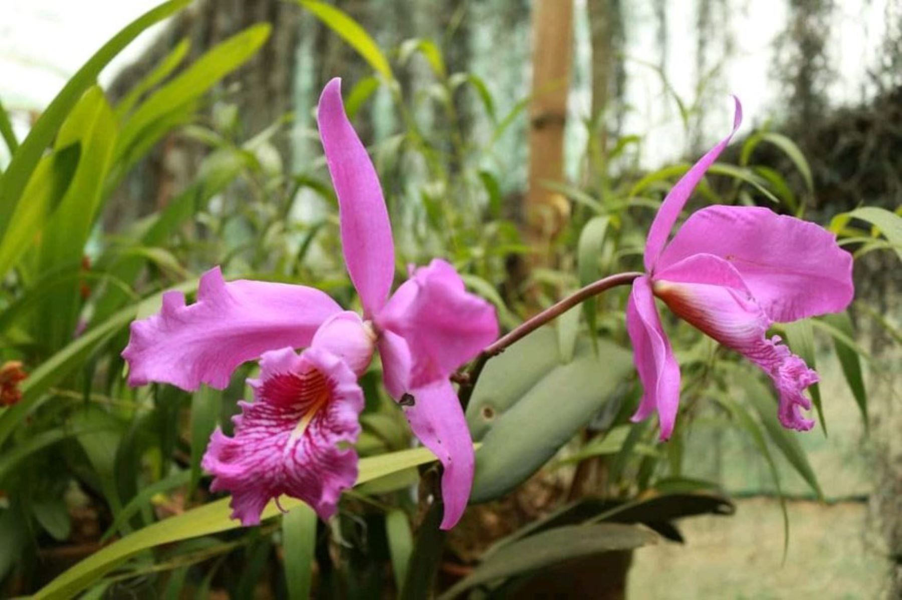Piura ya cuenta con primer vivero de propagación de orquídeas que protege a  20 especies | Noticias | Agencia Peruana de Noticias Andina