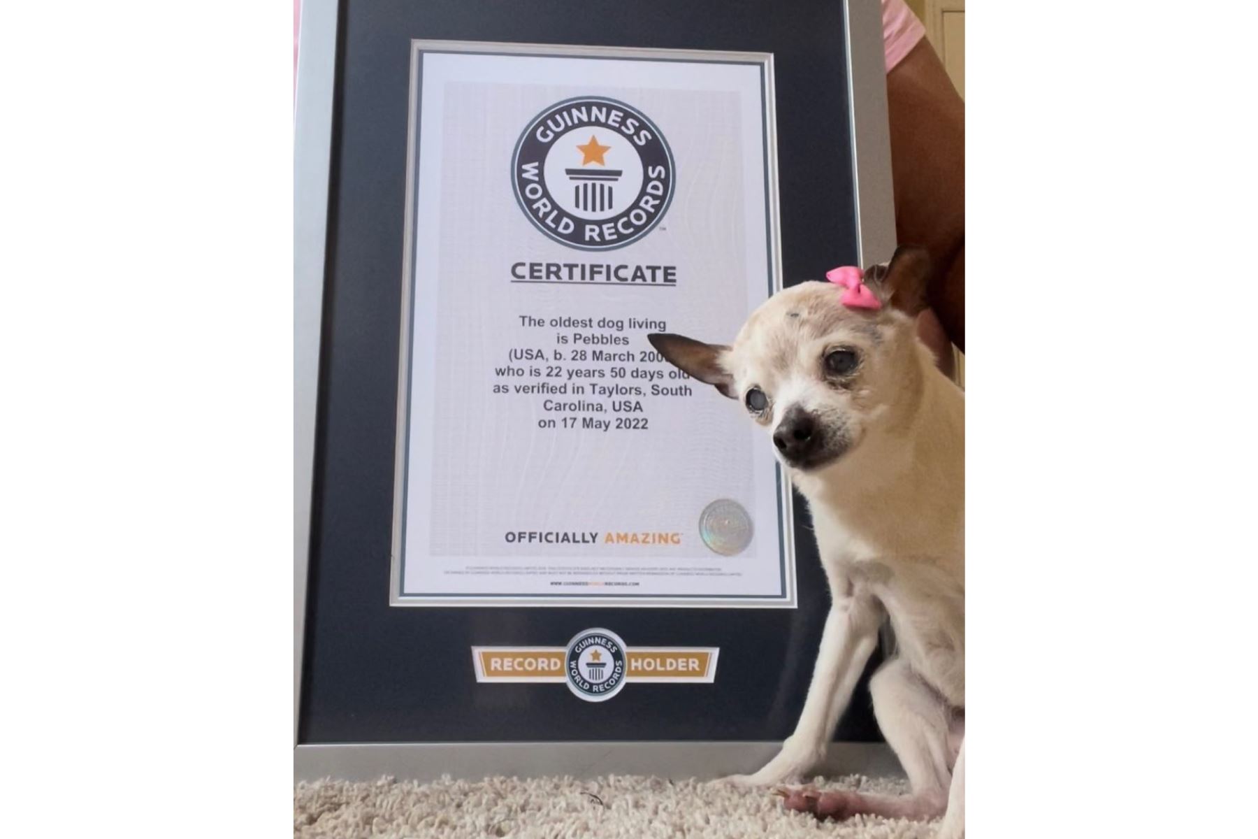 Pebbles, después de recibir el Récord Guinness por ser la perrita más longeva del planeta. Foto: Instagram de Pebbles @pebbles_since_2000