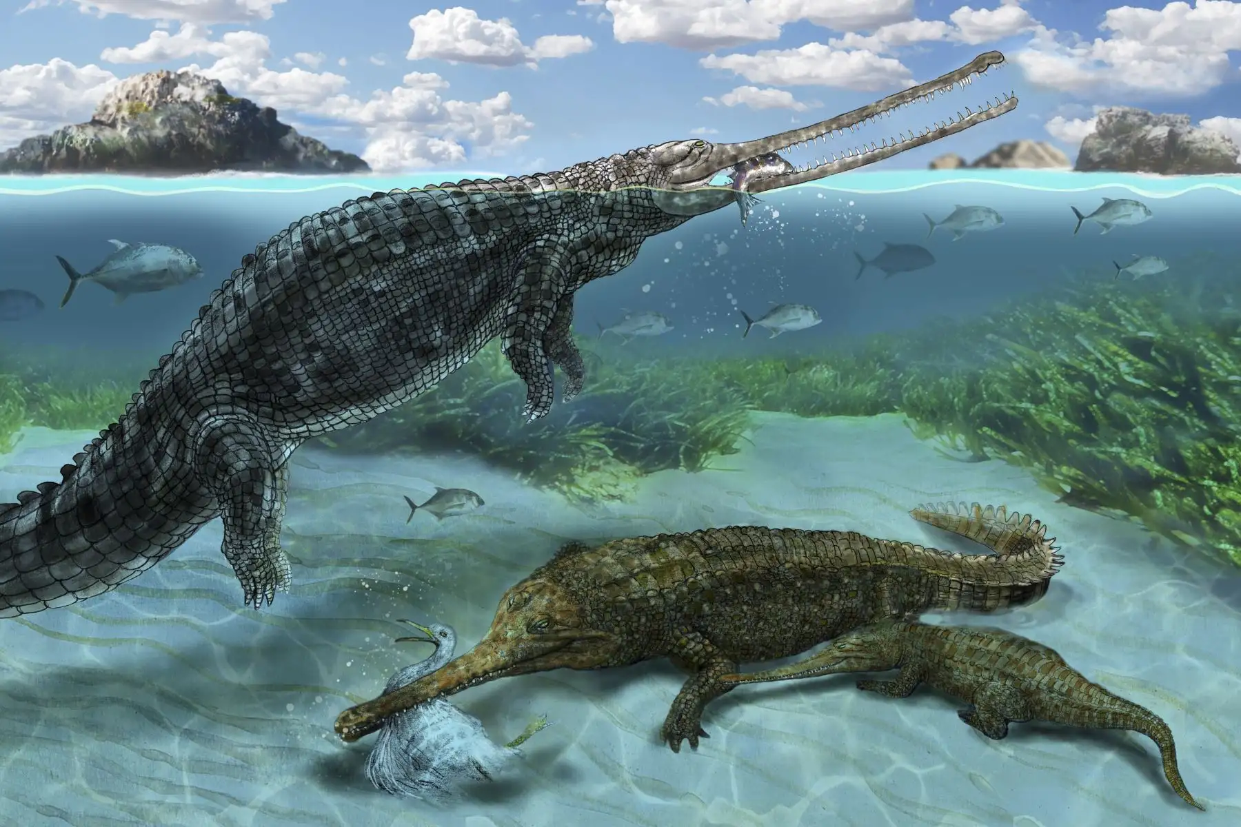 Reconstrucción de los cocodrilos marinos "Piscogavialis jugaliperforatus" (izquierda) y la nueva especie "Sacacosuchus cordovai" (individuos adulto y juvenil; derecha abajo), en los ambientes protegidos de Sacaco hace 7 millones de años. Arte de Javier “Canelita” Herbozo.
