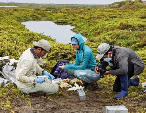 Un equipo de especialistas iniciaron una investigación de la flora y fauna de los humedales de San José, ubicado en Lambayeque. Foto: ANDINA/difusión.