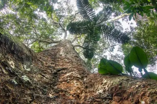 El shihuahuaco es un árbol imponente, de lento crecimiento y corteza roja que crece en Perú y está al borde de la extinción por la tala indiscriminada y la presión del comercio internacional sobre su dura y densa madera. Foto: Efe/Cortesía Arbio Perú.