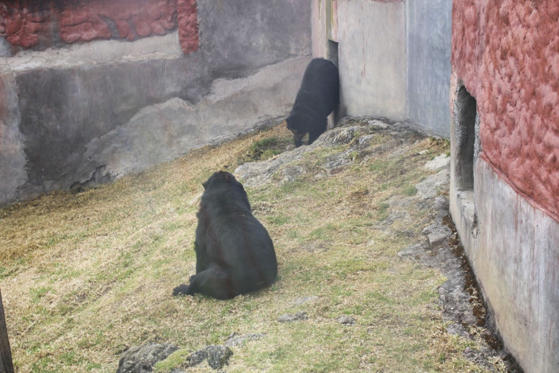 Huancayo: oso de anteojos con cáncer degenerativo recibe tratamiento y calidad de vida