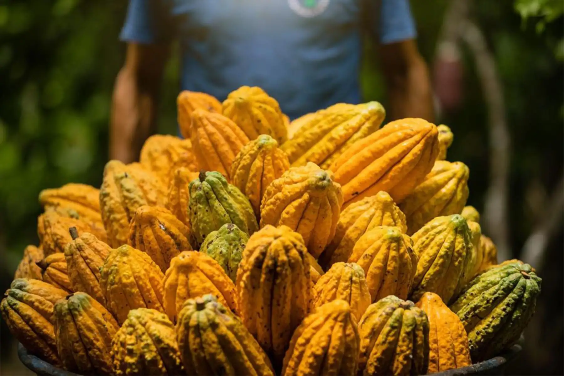 La cosecha selectiva juega un papel determinante en la obtención de granos de calidad, ya que facilita las labores de poscosecha, lo que permite estandarizar el producto para ofrecerlo a un mejor precio. Foto: Devida