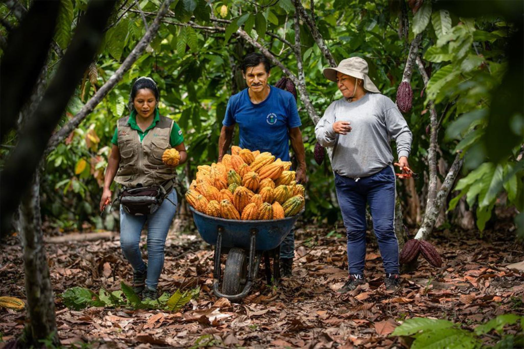 Productores del Vraem inician la cosecha selectiva de 1,054 toneladas de cacao