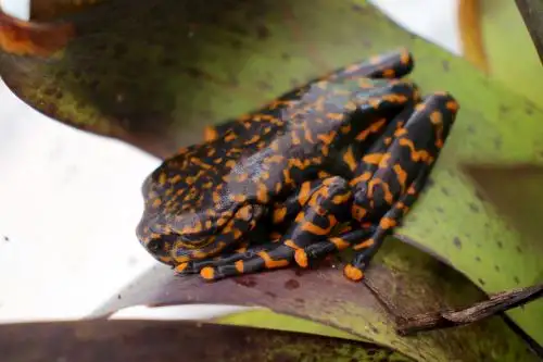Fotografía cedida por el ministerio de Ambiente de Ecuador que muestra una nueva especie de rana, en la ciudad de Baños de Agua Santa Ecuador. Foto: EFE