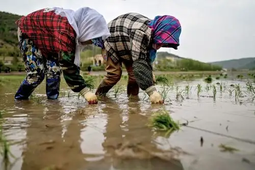 El consumo global de arroz llegó a 478 millones de toneladas entre 2016 y 2017, cantidad de la cual unos 146 millones de toneladas correspondieron a China. Foto: AFP