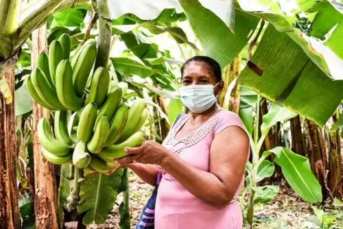 Con la creación del Sello Nacional de Producción Orgánica se busca garantizar que los productos orgánicos certificados cumplan las normas de la producción orgánica nacional, permitiendo la identificación de estos productos, que ayudará a la fiscalización, control, trazabilidad y promoción de los productos orgánicos peruanos.