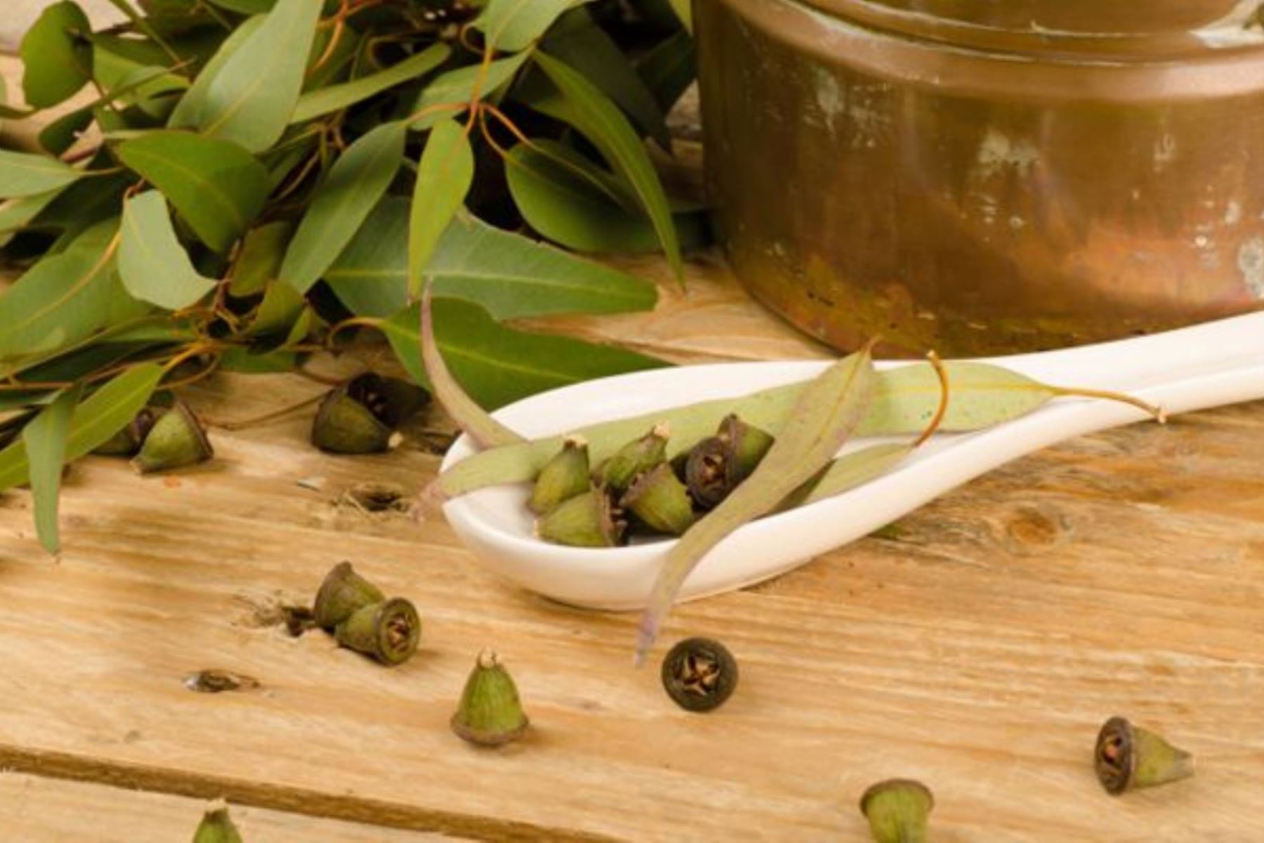 El eucalipto es una planta medicinal muy utilizada para combatir infecciones respiratorias. ANDINA/Difusión