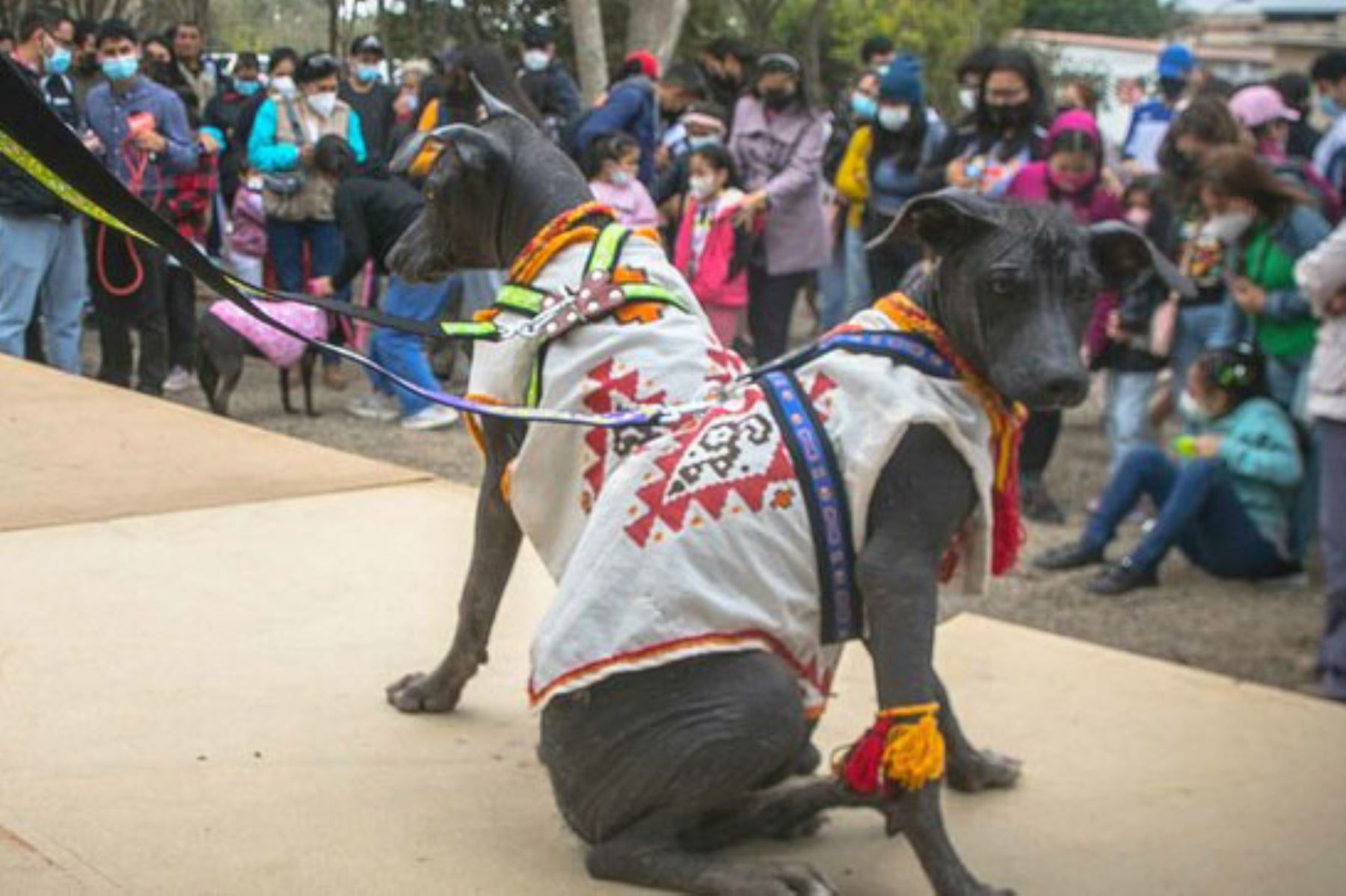 Chan Chan: perro sin pelo peruano se convirtió en el protagonista de Museos Abiertos