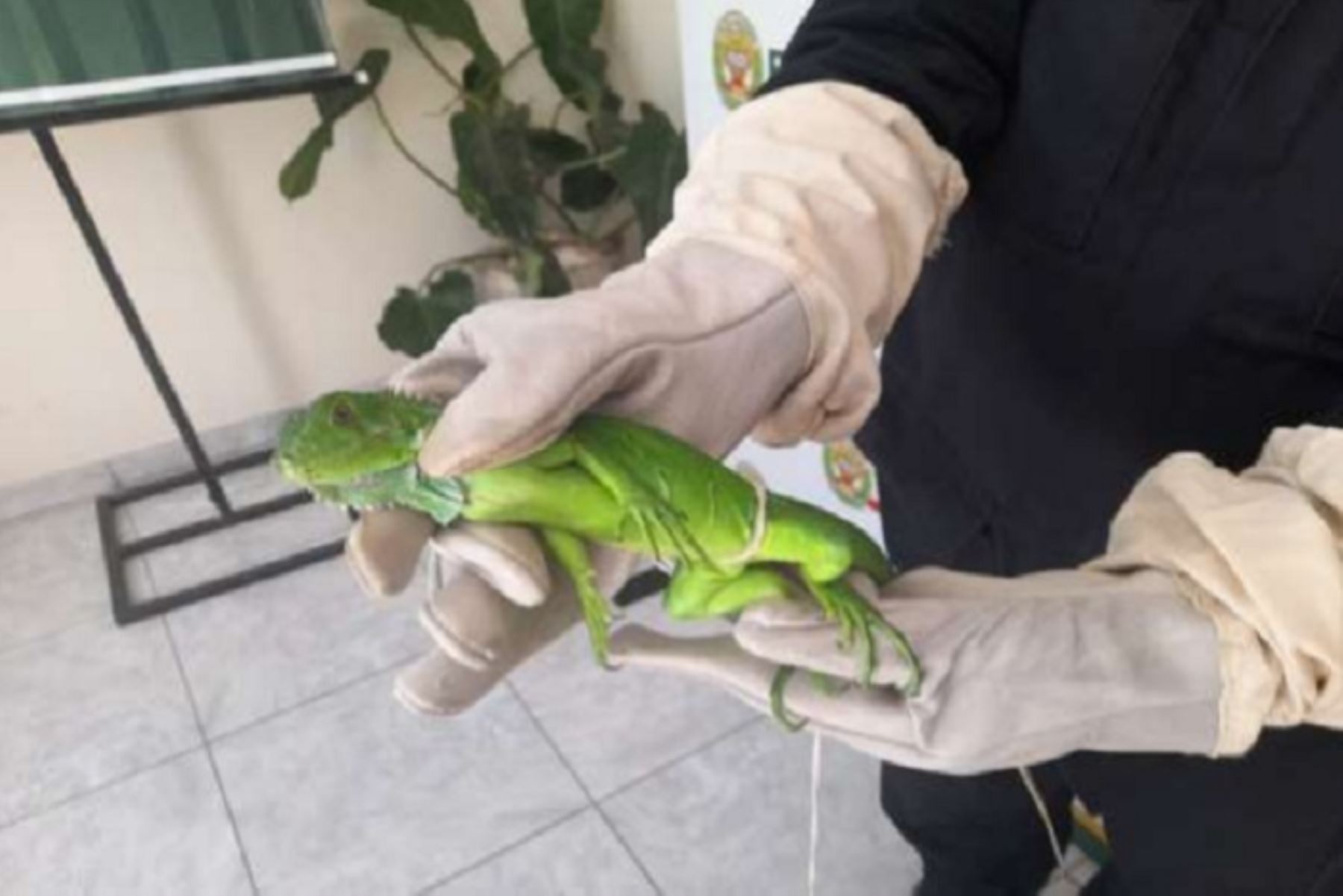 Policía Ambiental de Piura rescata a iguana que se hallaba en una caja de cartón
