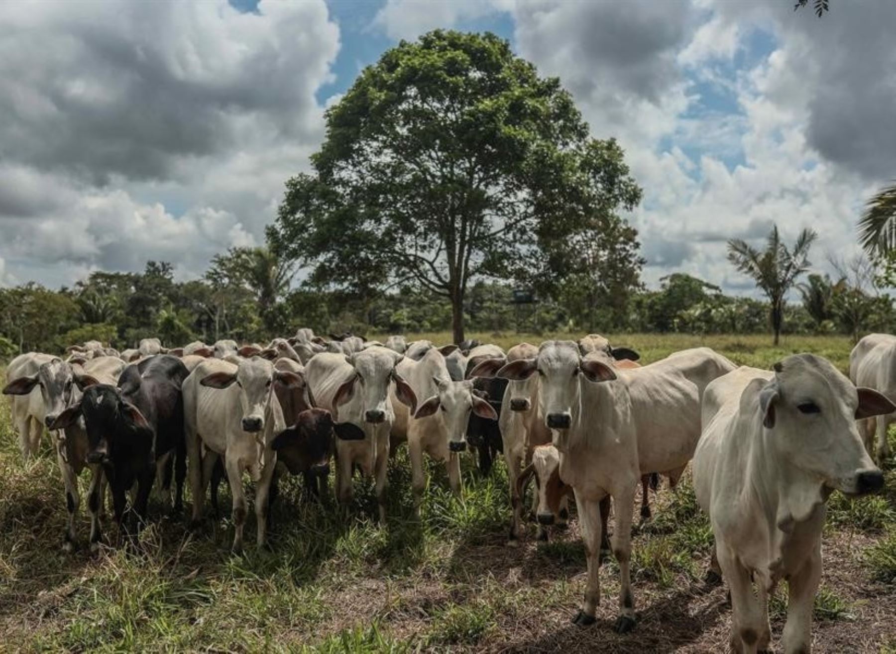 En Madre de Dios han adoptado prácticas que convierten a esta región en un laboratorio de la ganadería regenerativa. Foto: Efe/Aldair Mejía.