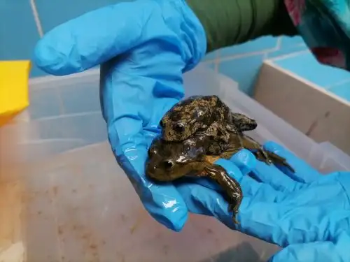 Serfor Arequipa rescata a 49 ranas gigantes del lago Titicaca, una especie considerada en peligro crítico de extinción, que eran vendidas en la Feria del Altiplano, en la ciudad de Arequipa. Foto: ANDINA/difusión.
