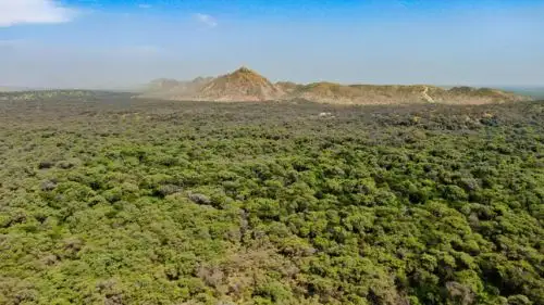 Ministerio del Ambiente denuncia la apertura de caminos en bosques amazónicos que impactan en la deforestación.