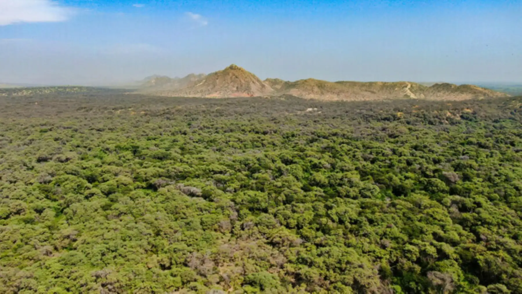 Ministerio del Ambiente denuncia la apertura de caminos en bosques amazónicos que impactan en la deforestación.