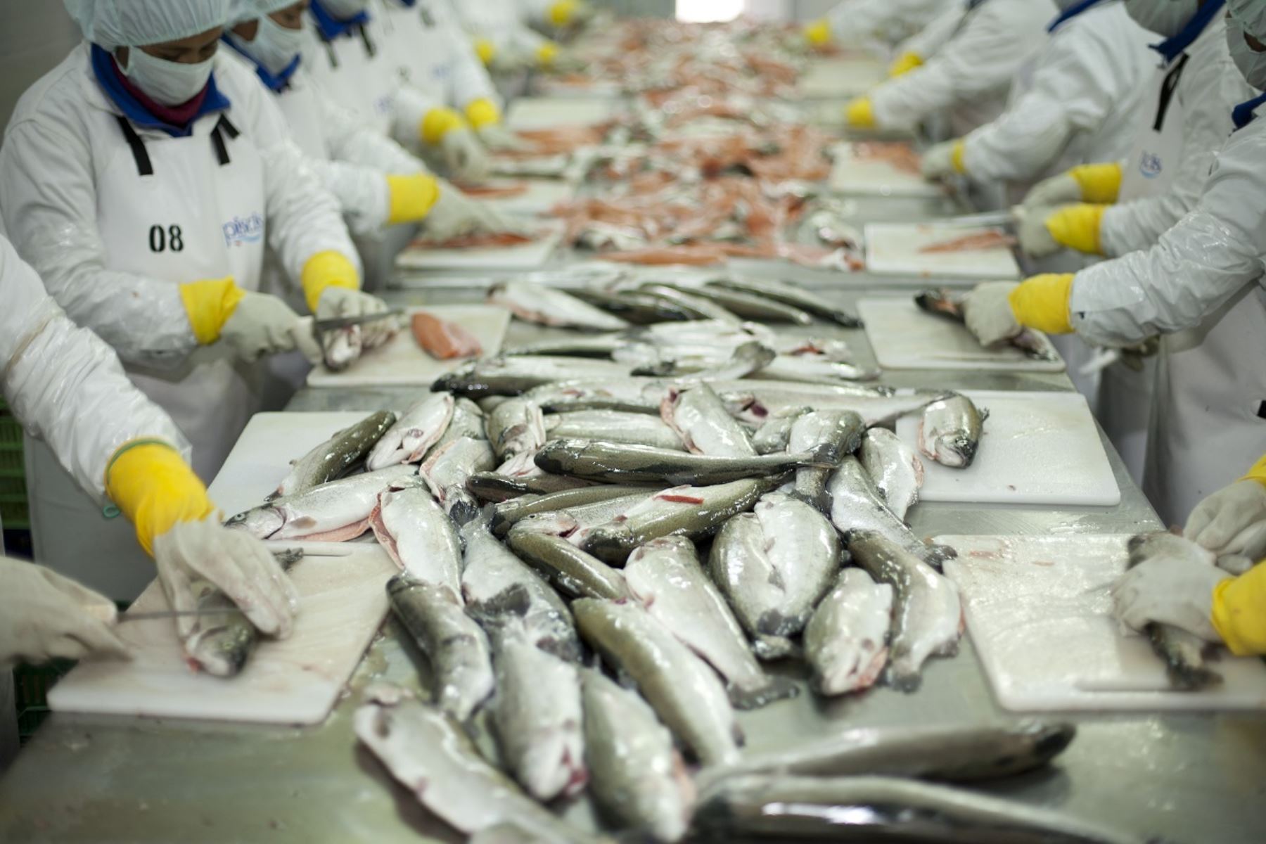 Exportaciones pesqueras no tradicionales alcanzaron los US$ 616 millones