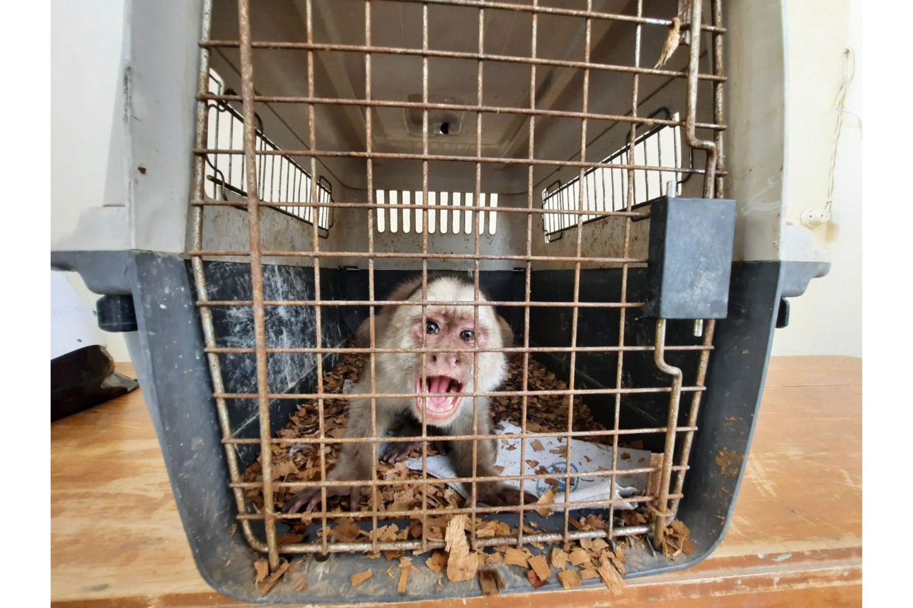 Lambayeque: rescatan a mono machín que merodeaba por calles de la ciudad de Chiclayo