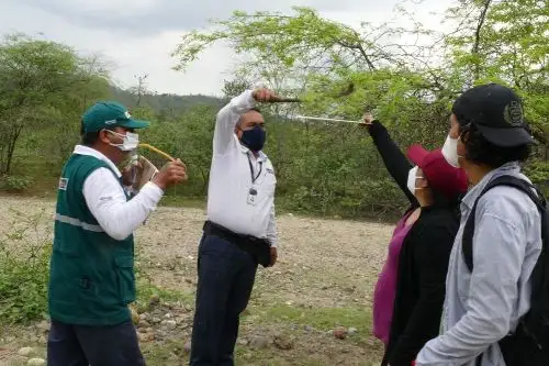 Investigadores del Serfor, Senasa e INIA identifican mosquitos causantes de plagas que afectan al árbol del algarrobo en Tumbes.