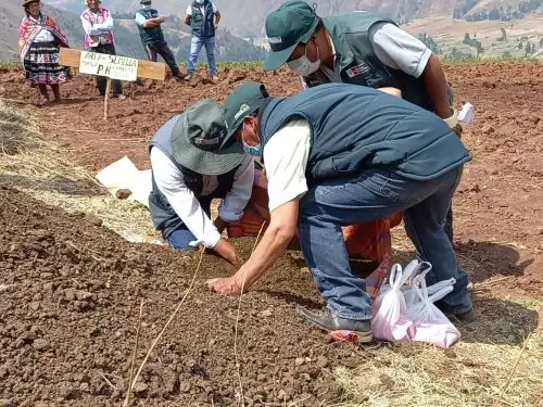 Midagri entregará 17,500 kits de pastos cultivados a pequeños productores de 12 regiones.