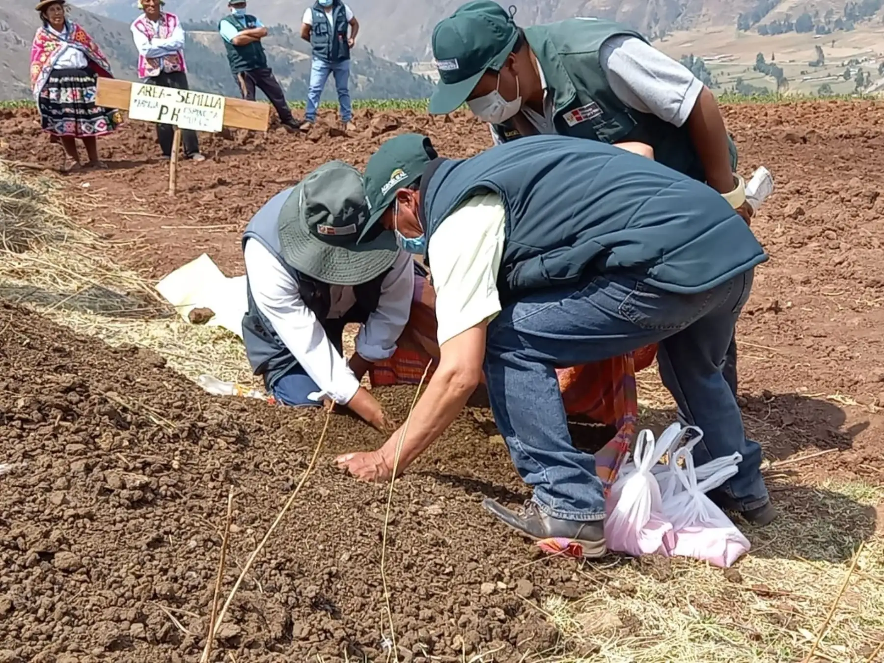 Midagri entregará 17,500 kits de pastos cultivados a pequeños productores de 12 regiones.