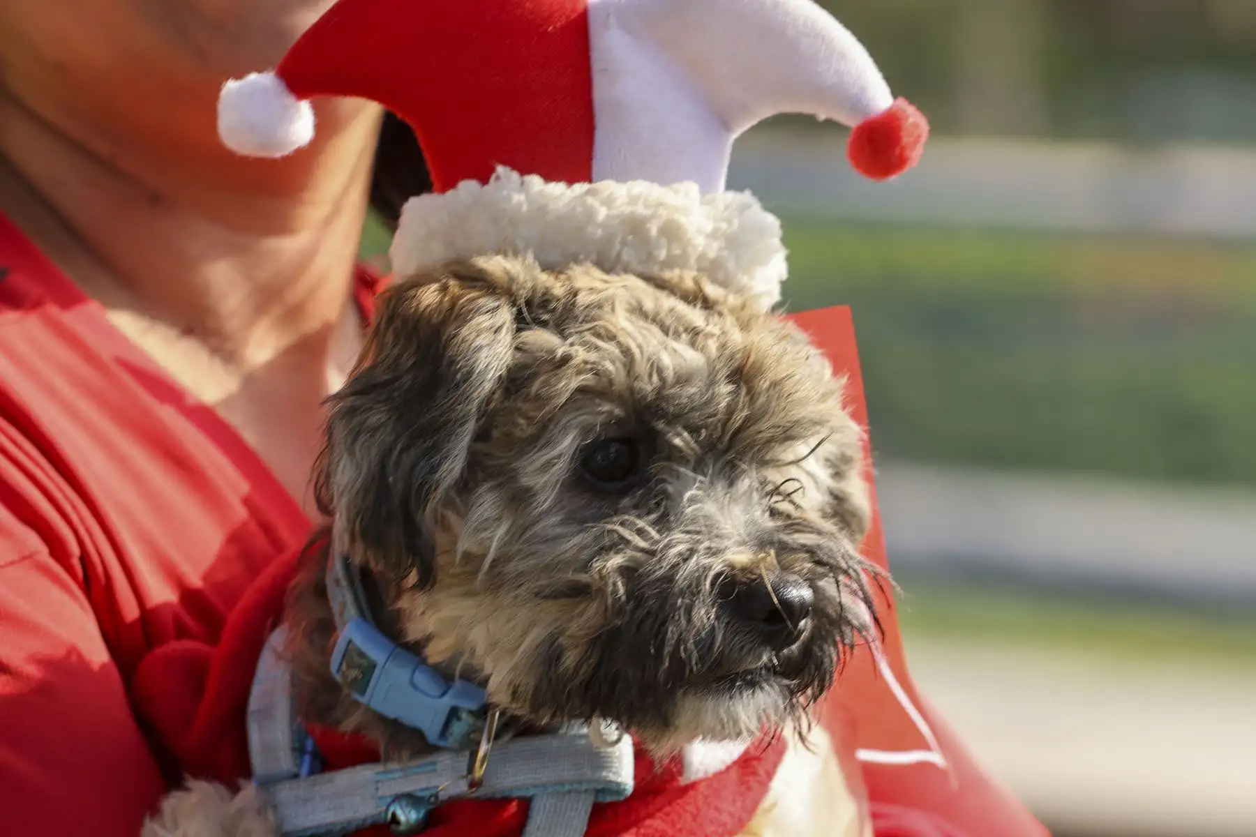Perritos que llegaron vestidos con prendas o artículos alusivos a la selección nacional y participaron de original concurso para obtener diversos premios. De esta manera, canes acompañados de sus dueños desfilaron luciendo la bicolor, trajes y/o accesorios con la temática de la hinchada peruana. Foto: ANDINA/Melina Mejía