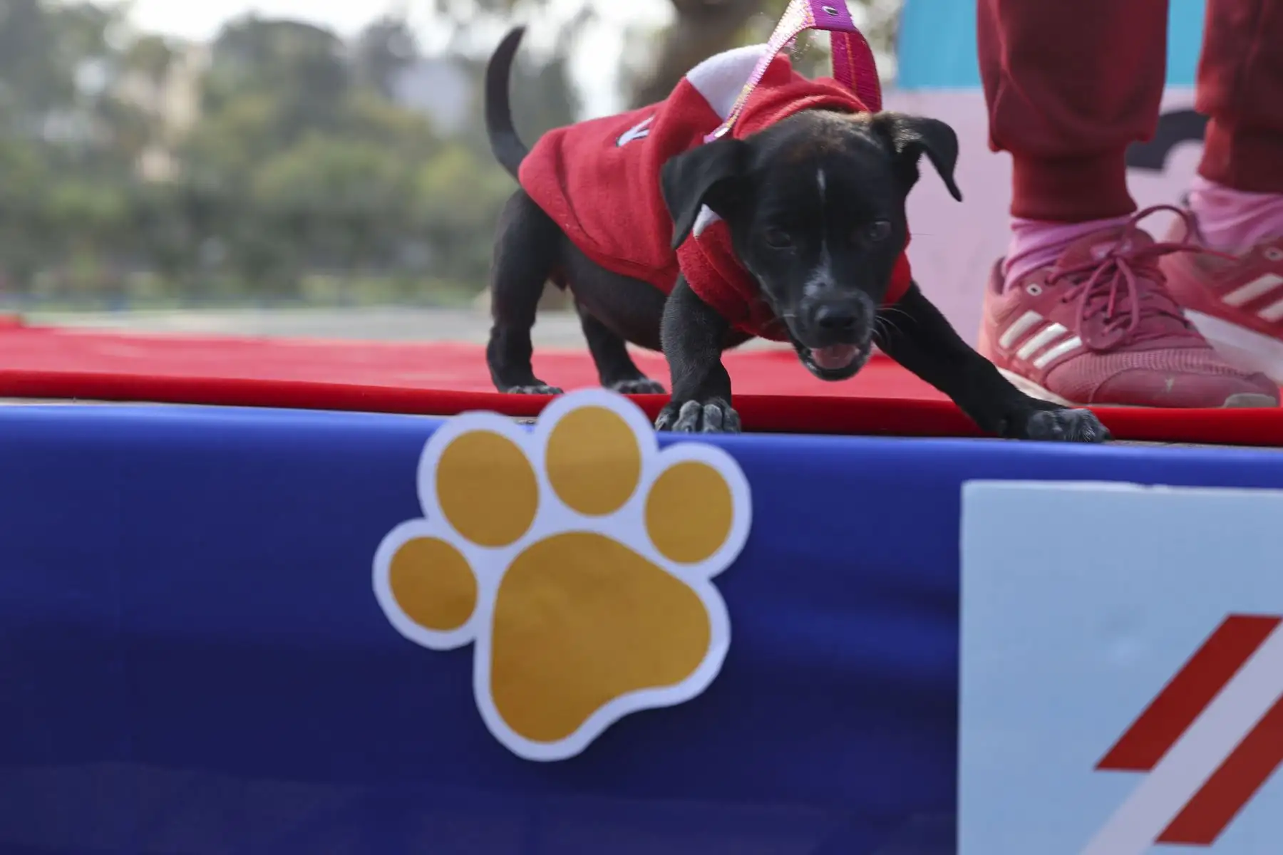 Perritos que llegaron vestidos con prendas o artículos alusivos a la selección nacional y participaron de original concurso para obtener diversos premios. De esta manera, canes acompañados de sus dueños desfilaron luciendo la bicolor, trajes y/o accesorios con la temática de la hinchada peruana. Foto: ANDINA/Melina Mejía