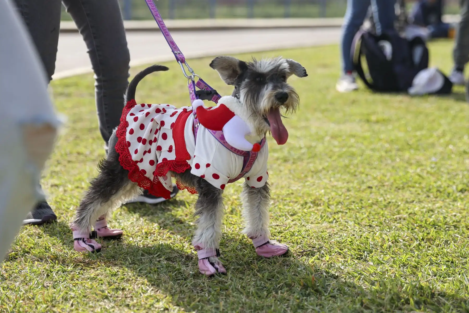 Perritos que llegaron vestidos con prendas o artículos alusivos a la selección nacional y participaron de original concurso para obtener diversos premios. De esta manera, canes acompañados de sus dueños desfilaron luciendo la bicolor, trajes y/o accesorios con la temática de la hinchada peruana. Foto: ANDINA/Melina Mejía