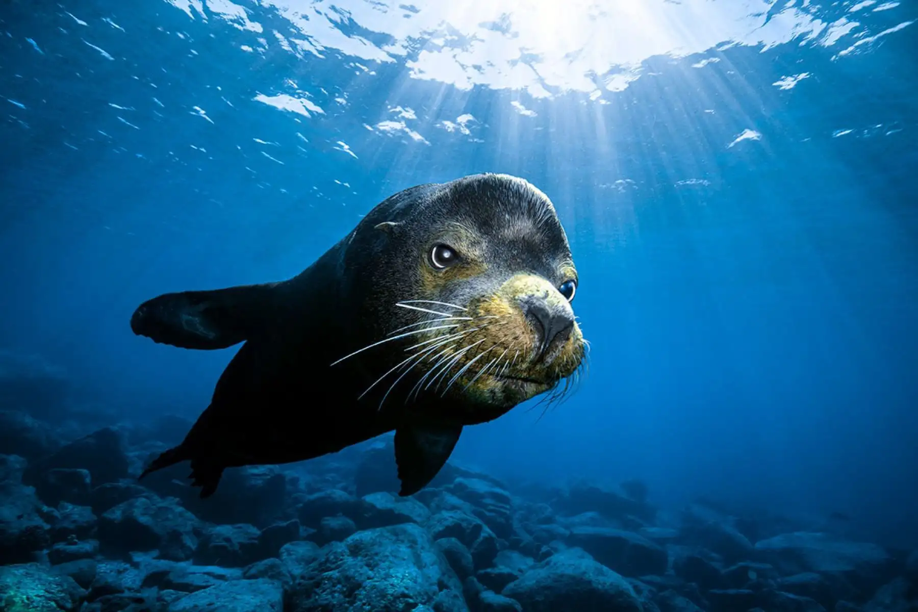 Croacia (Damir Zurub) La ganadora manifestó que “Tomé la foto a fines de 2021 cuando estaba buceando en La Paz, México. Buceamos en la isla Los Islotes donde vive una gran colonia de lobos marinos. La conversación y cercanía con estos animales fue una experiencia inolvidable y espero tener la oportunidad de visitar nuevamente este hermoso lugar”. Foto: Damir Zurub