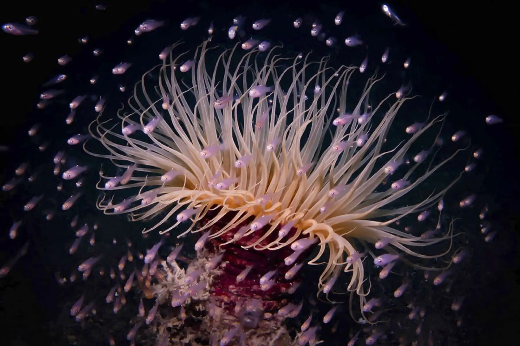 Finalista Jennifer Johnson (Estados Unidos). Un banco de peces flotando alrededor de una anémona que habita en un tubo en el estrecho de Lembeh, en Indonesia. Esta anémona tubular es miembro de la familia Cerianthidae que normalmente comen pequeños invertebrados. Foto: ONU World Oceans Day