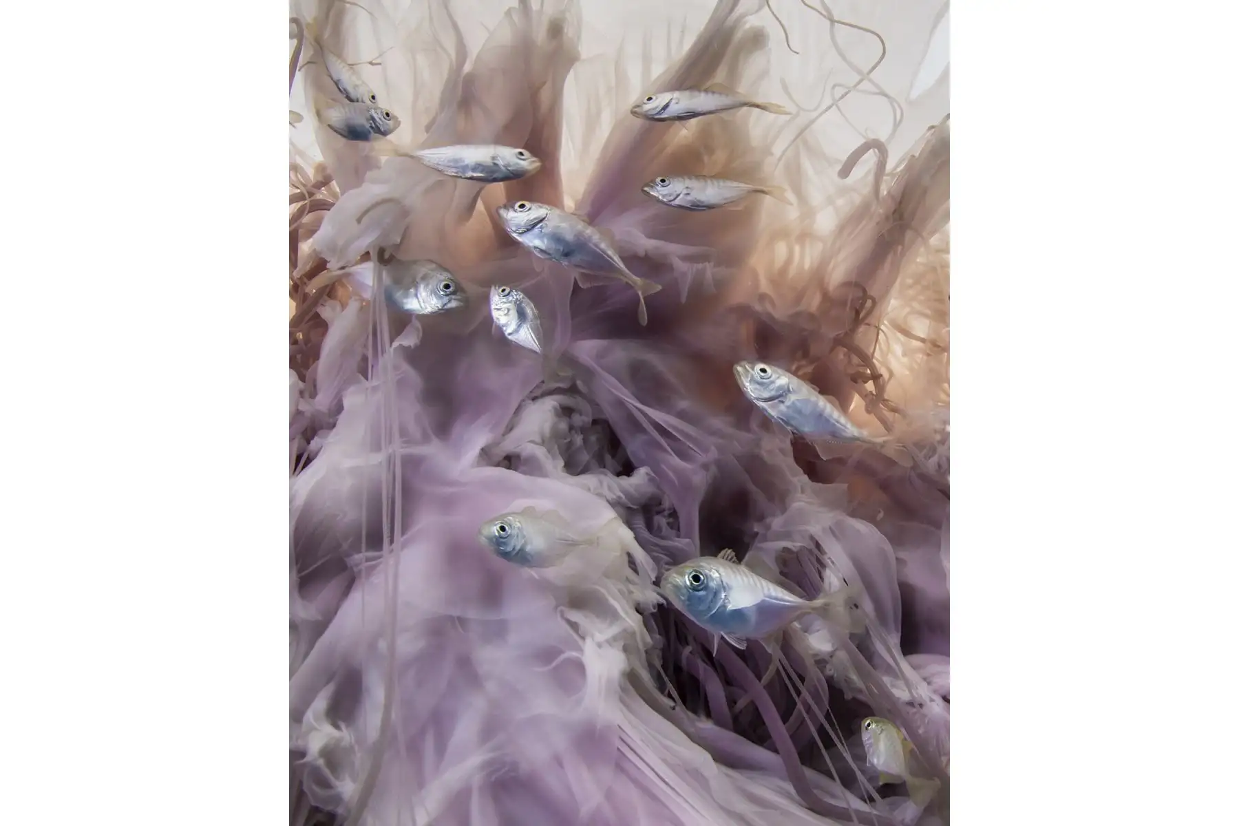 Mención Honrosa para Aunk Horwang (Tailandia). Los peces juveniles utilizan medusas gigantes como zona de alimentación, refugio protector y locomoción. Encontrado en la isla de Losin, Tailandia. Foto: ONU World Oceans Day