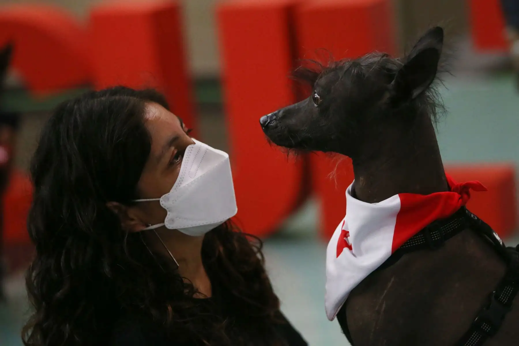 Conmemoración por el día del perro peruano. Perritos con pelo y sin pelo desfilaron  con sus dueños en el Hall del Ministerio de Cultura.
Foto: ANDINA/Carla Patiño Ramírez