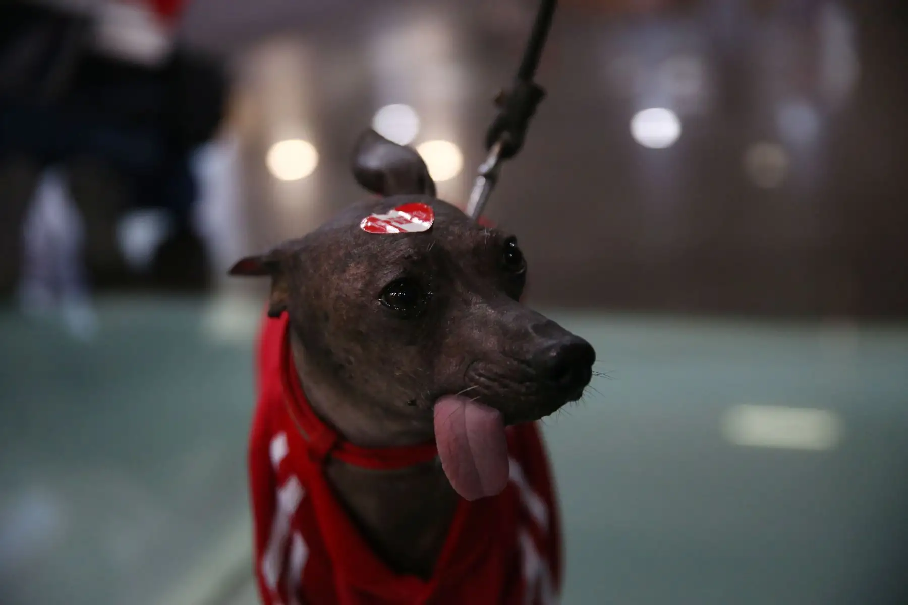 Mucho antes de convertirse en un símbolo del Perú, el perro sin pelo ya acompañaba a las antiguas culturas prehispánicas. Representado en huacos y cerámicas de las culturas Mochica, Chimú, Chancay y Vicús, este singular can logró sobrevivir al paso del tiempo hasta ser reconocido como raza oriunda del Perú y Patrimonio Cultural de la Nación. Foto: ANDINA