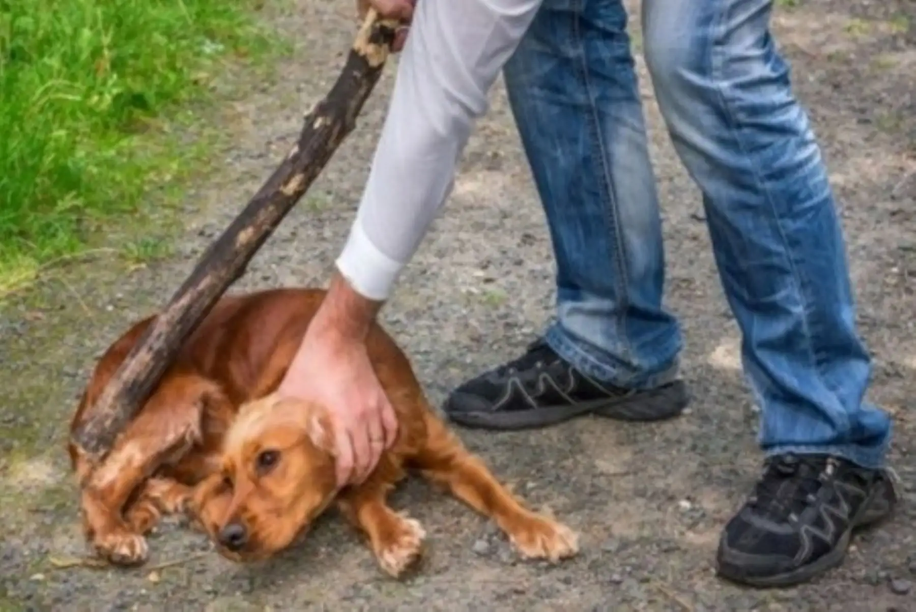 Congreso: hasta con 8 años de cárcel se sancionará la muerte de animales por actos crueles