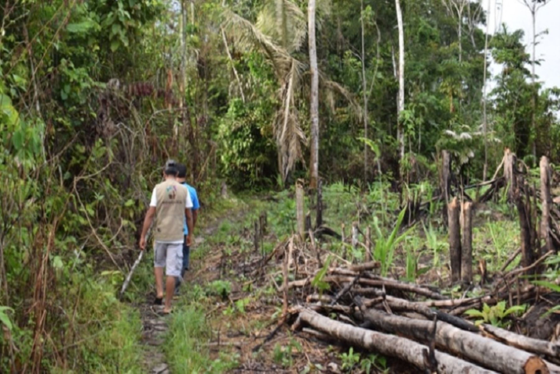 Minam ejecuta proyectos para reducir deforestación en Madre de Dios