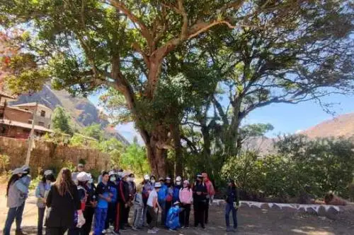 La Ruta de los Árboles Patrimoniales promete constituirse en un espacio integrador e inclusivo para fortalecer la educación, cultura y condición socioeconómica de la provincia de Calca. Foto: ANDINA/Difusión