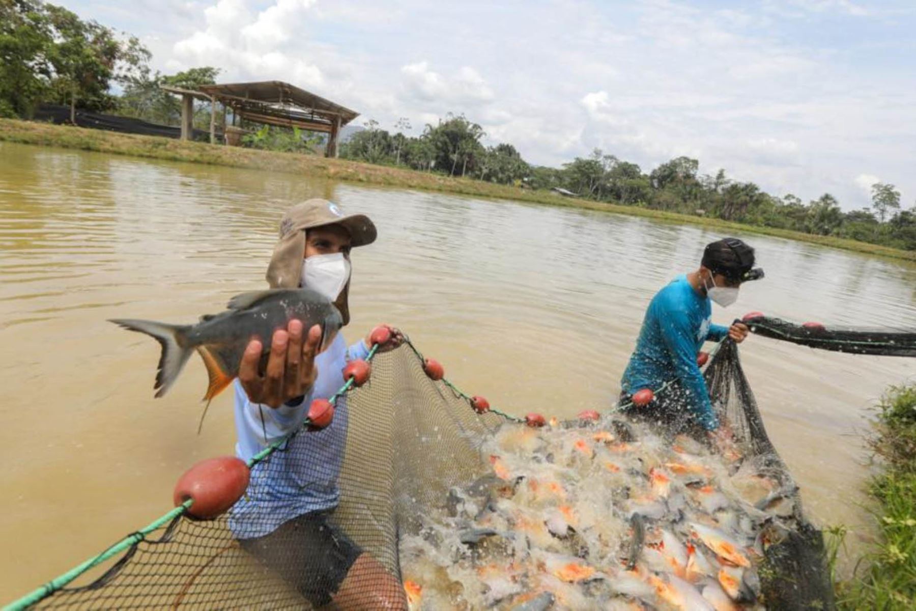 Loreto: elaboran innovador proyecto que mejora la calidad de vida de peces amazónicos
