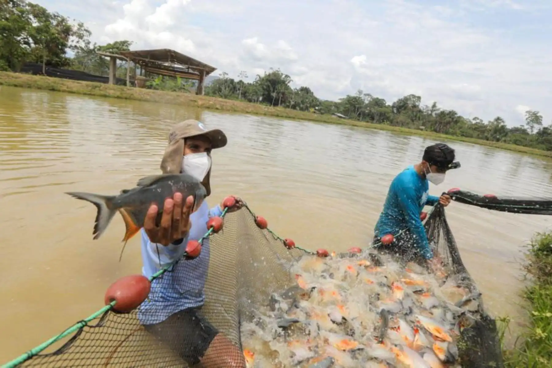 nvestigadores de la Universidad Antonio Ruiz de Montoya elaboraron un innovador proyecto, con apoyo de Prociencia, que mejora la calidad de vida de los peces amazónicos. ANDINA/Difusión