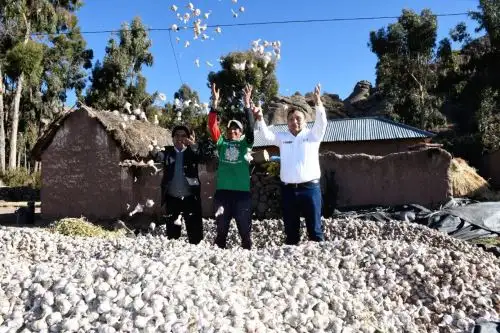 Buena noticia: productores de Puno logran exportar 60 toneladas de ajo a Ecuador y Colombia.