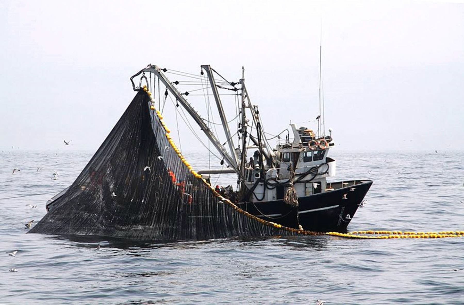La operación Eureka actualiza la información sobre el recurso anchoveta en el mar peruano. Cortesía
