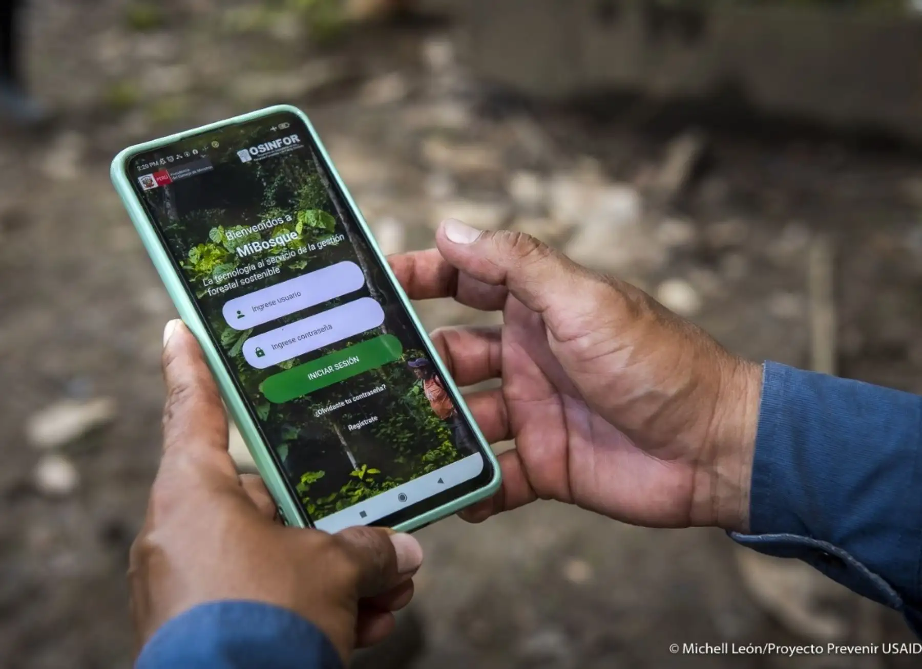 Conoce el app que busca proteger la madera y fortalecer la cadena productiva de la castaña en Madre de Dios.