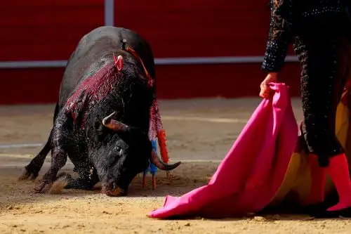 Un juez federal ordenó este viernes la suspensión indefinida de las corridas de toros en la Plaza México, la más grande del mundo. Foto: AFP