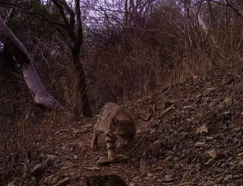 Conoce la variada y hermosa fauna silvestre que habita en el área de conservación regional (ACR) Bosques Secos de Salitral-Huarmaca, ubicada en la sierra de Piura.