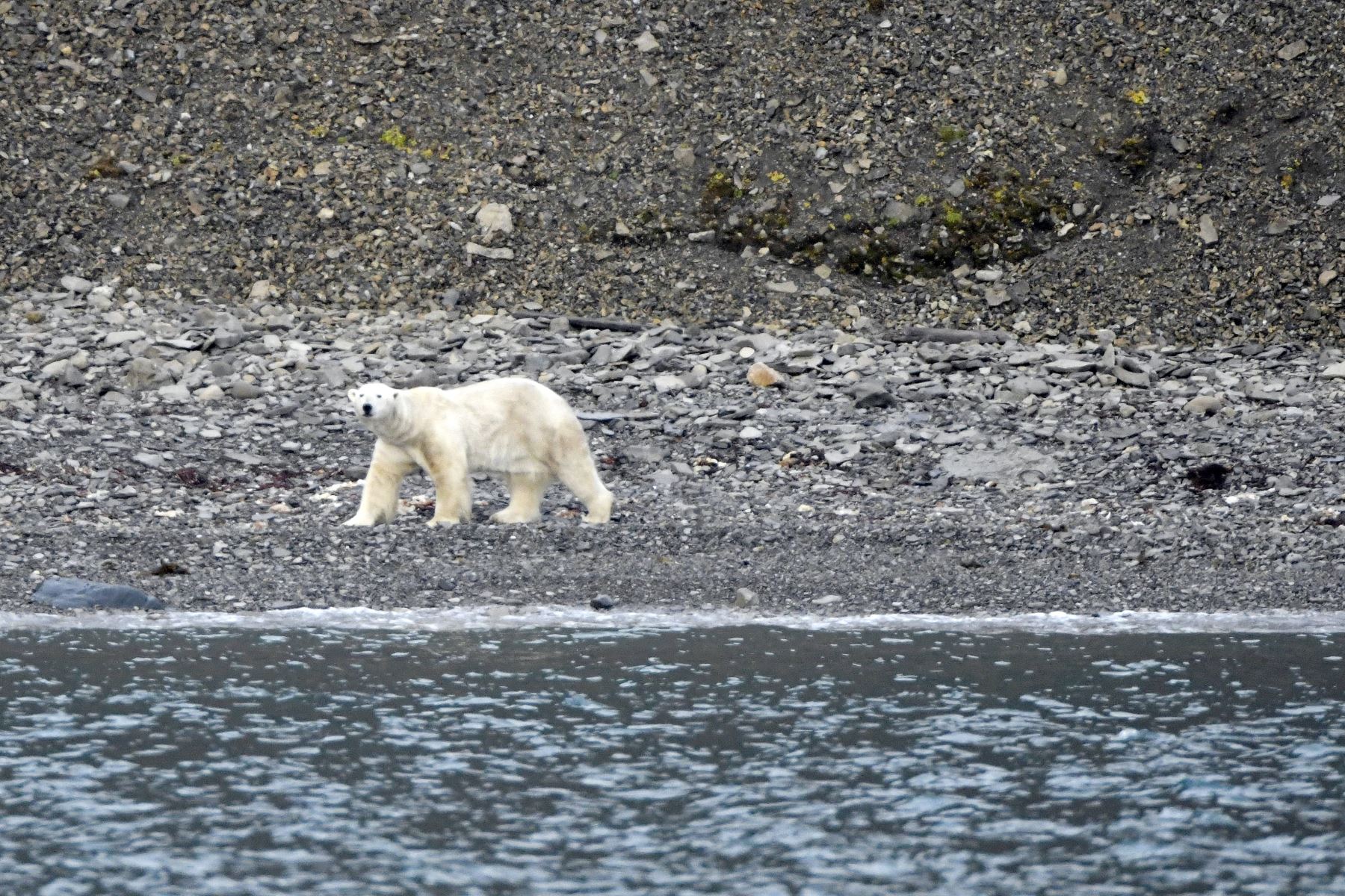 A diferencia de otros osos polares, se descubrió que estos son hogareños y rara vez se alejan mucho para cazar. Foto: AFP