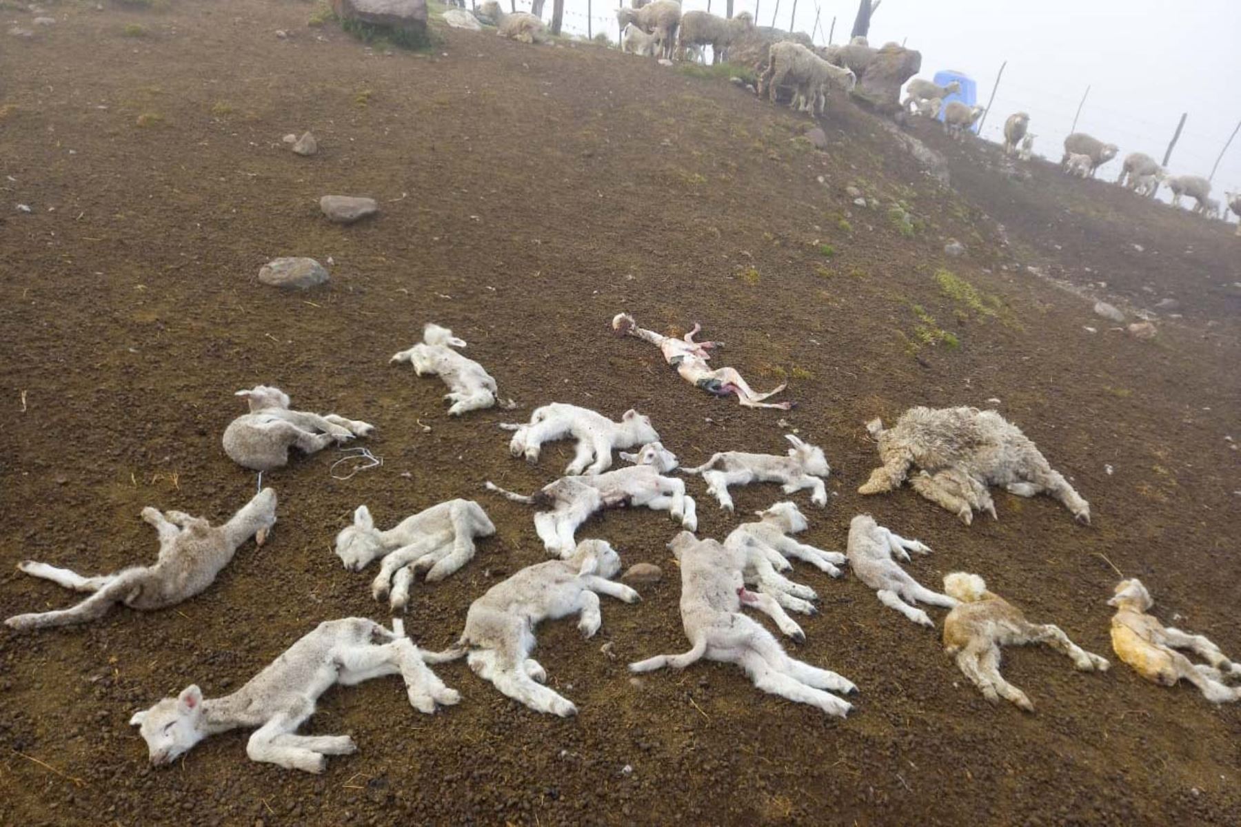 A consecuencia de las heladas se registró, igualmente, la muerte de 37 cuyes, 6 ovejas y 5 gallinas, además del deceso de ovinos.