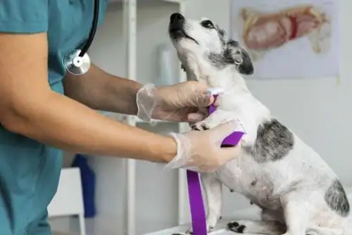 Las clínicas veterinarias deben informar a los consumidores sobre los tratamientos que aplicarán a las mascotas, ante posibles dolencias o enfermedades. Foto: ANDINA/Indecopi.