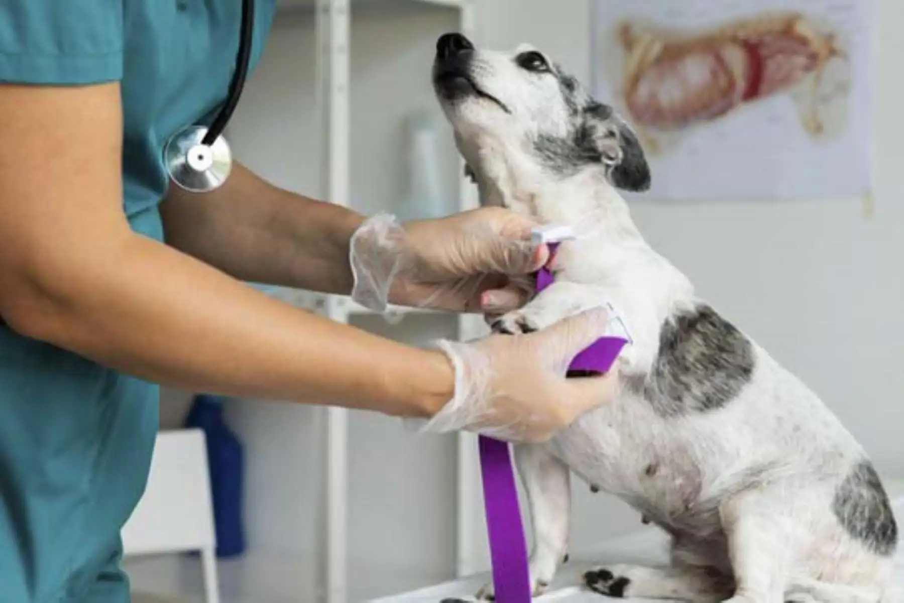 Las clínicas veterinarias deben informar a los consumidores sobre los tratamientos que aplicarán a las mascotas, ante posibles dolencias o enfermedades. Foto: ANDINA/Indecopi.