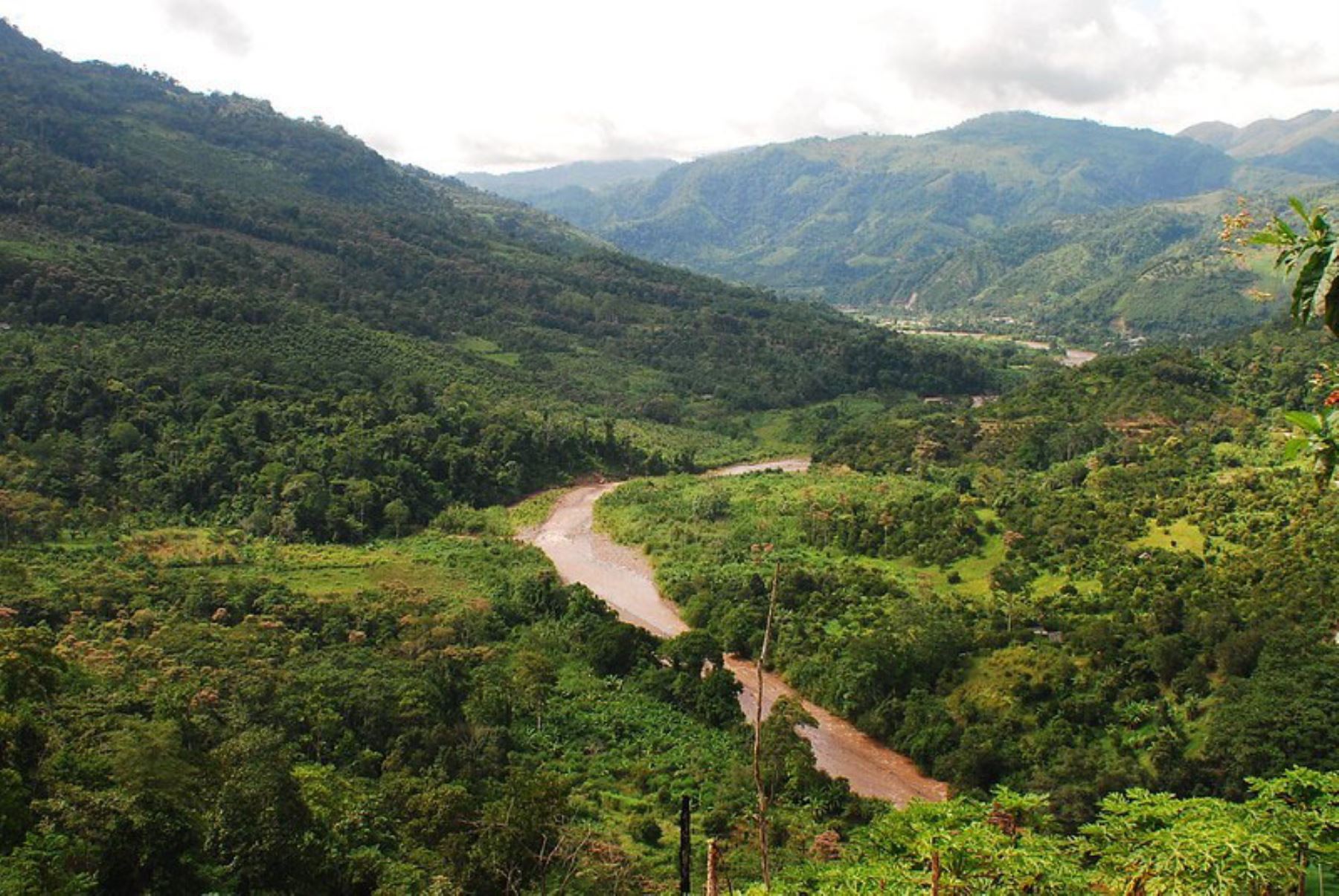Serfor junto al banco mundial impulsarán acciones para plantaciones forestales comerciales