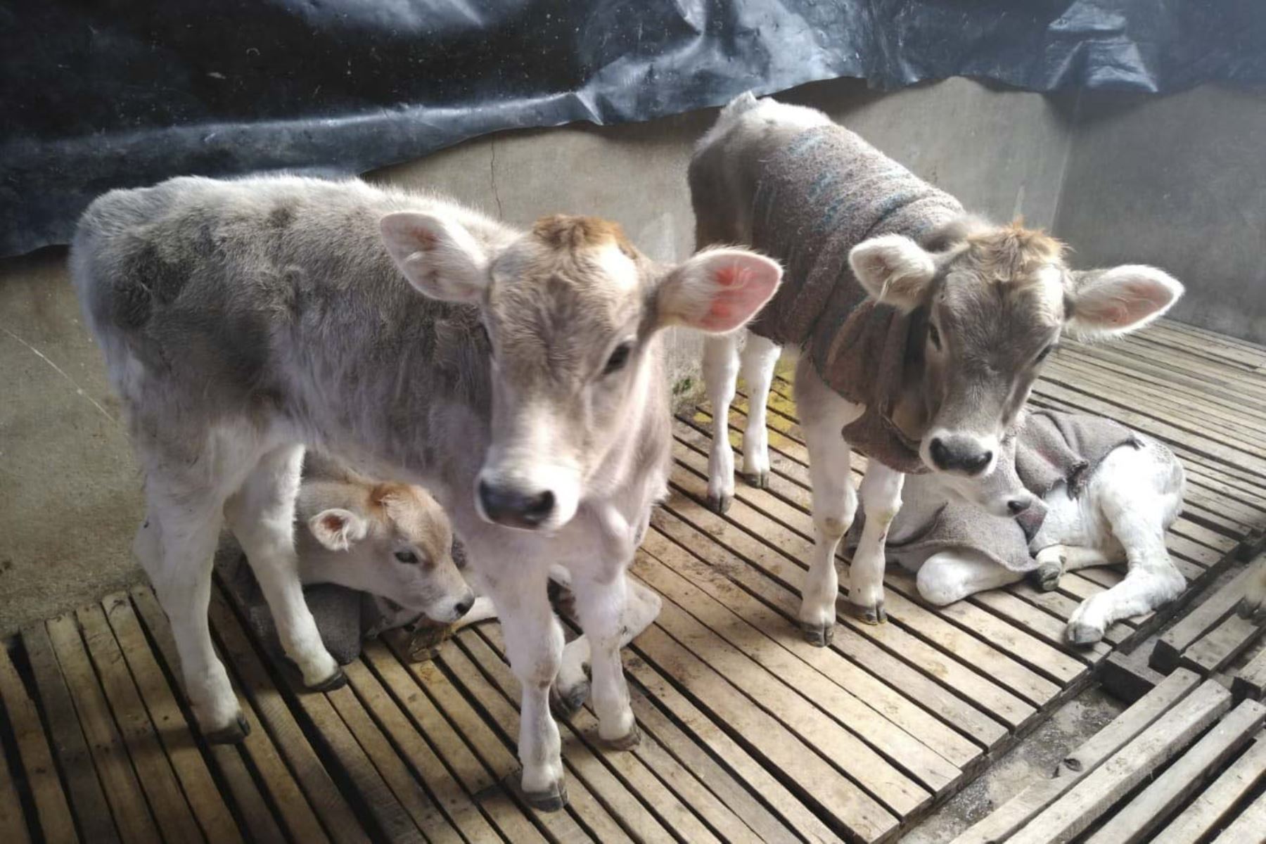 El ganado es seriamente afectado por las bajas temperaturas que se registran en las zonas altas de la región Junín. Foto: ANDINA/Difusión