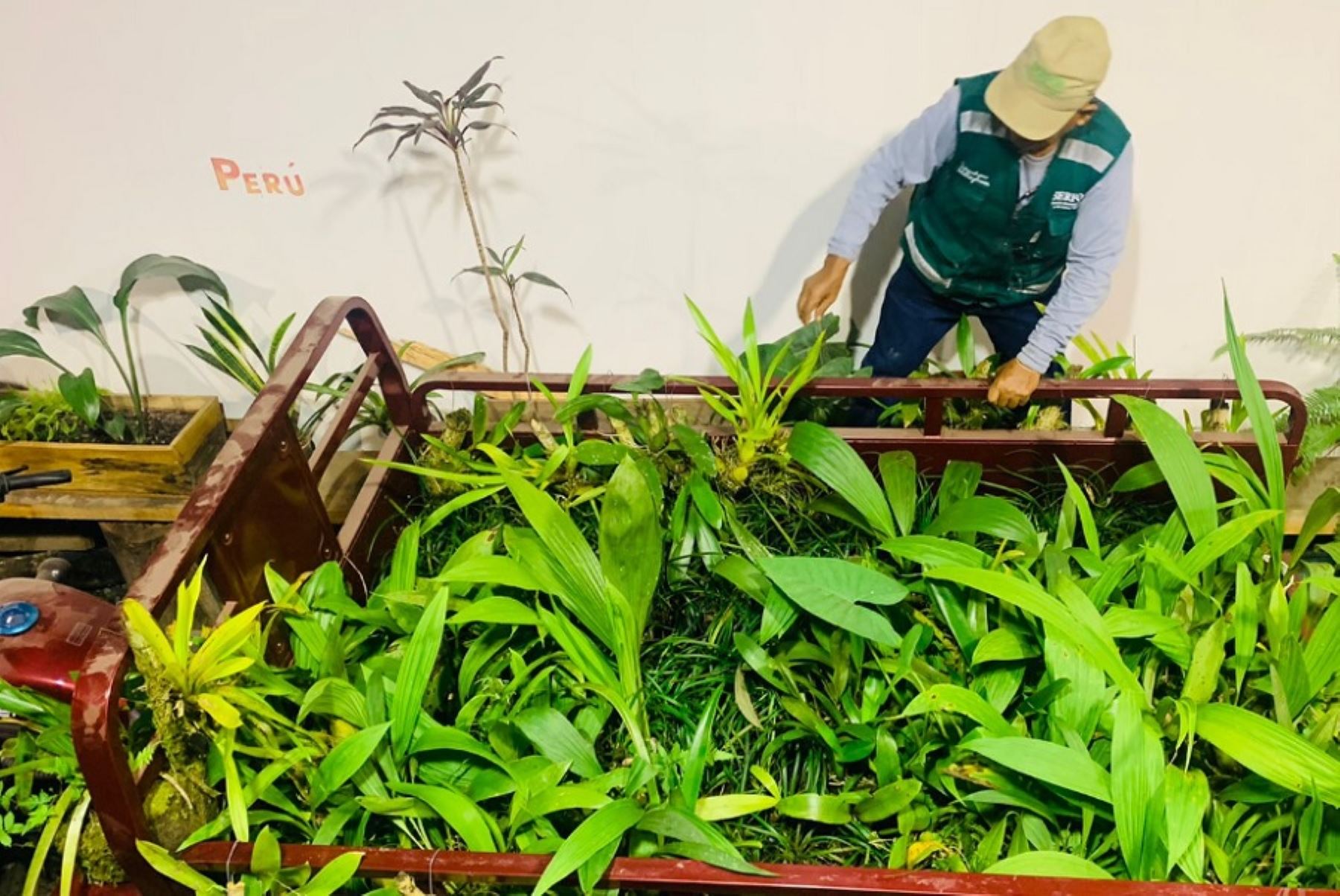 Junín: Serfor decomisa 950 orquídeas en fundo de la selva central